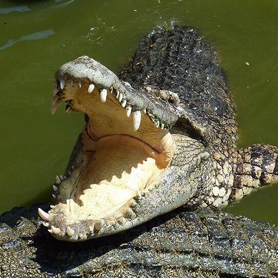 alligator competing in the animal teeth olympics
